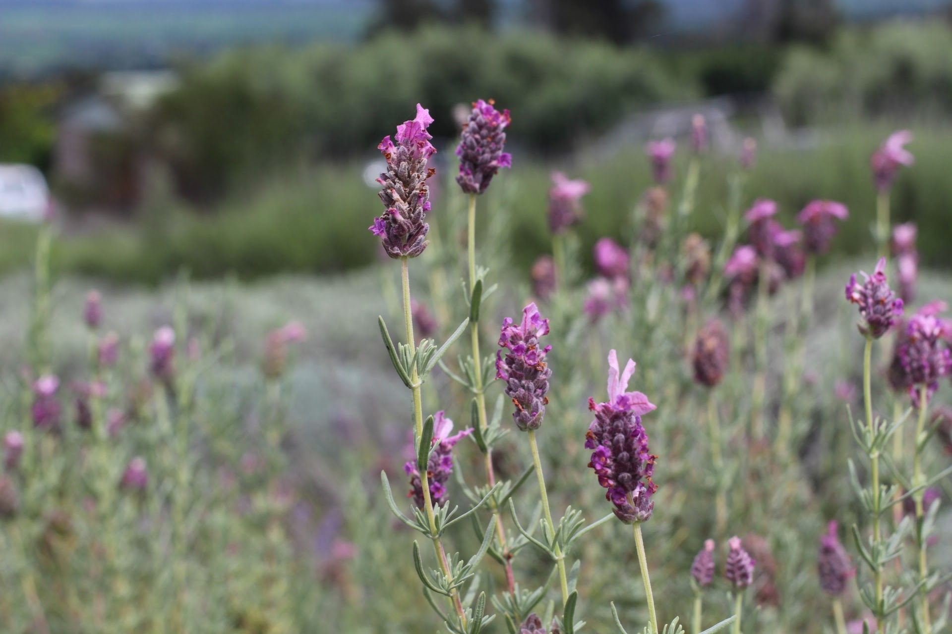 The Lavender Farm